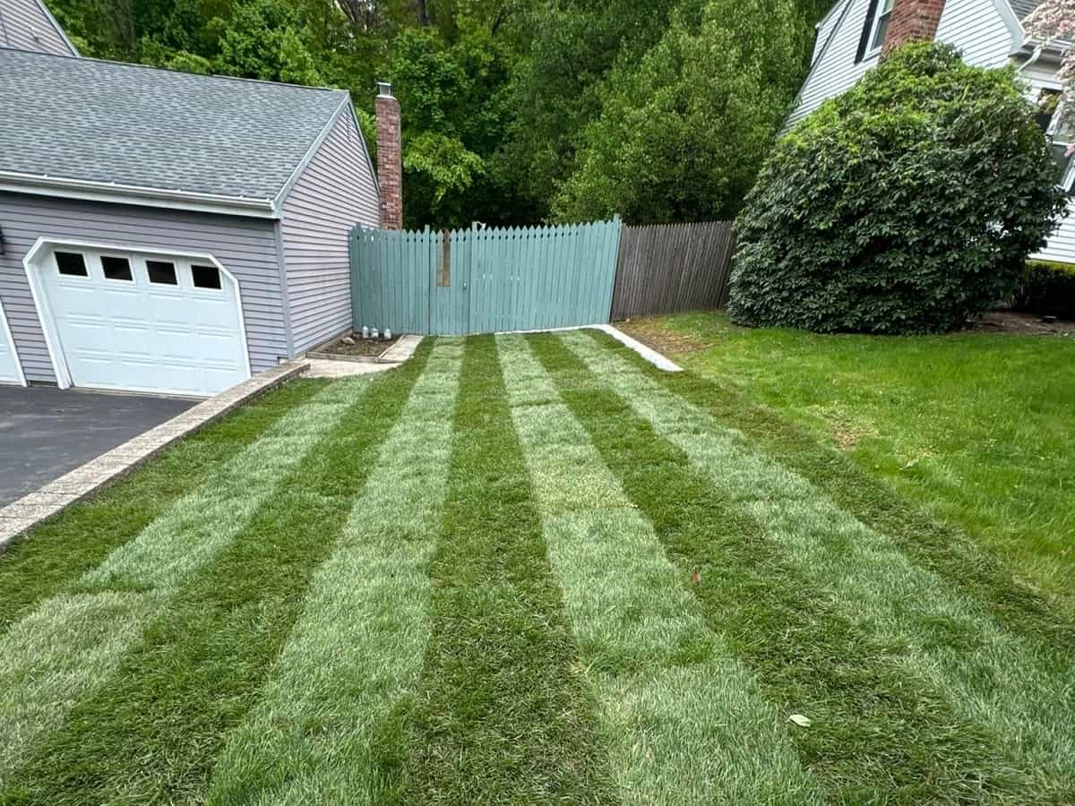 Sod Installation